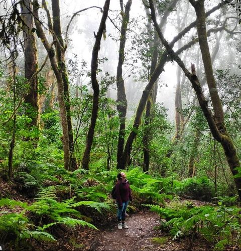 De camino por la laurisilva entre helechos y niebla